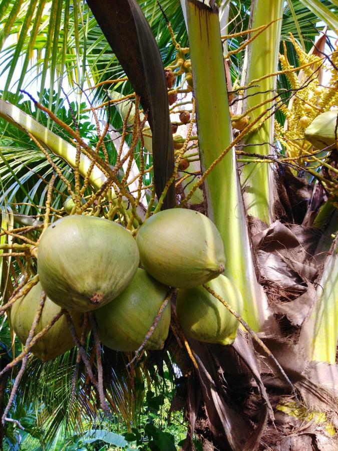 فيلا Ti Coco Trois-Rivières المظهر الخارجي الصورة
